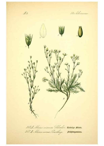 Reproducción/Reproduction 27064972891: Prof. Dr. Thomé's Flora von Deutschland, Österreich und der Schweiz, in Wort und Bild, für Schule und Haus ; mit ... Tafeln ... von Walter Müller.. Gera-Untermhaus :F.E. Köhler,1886-1934.