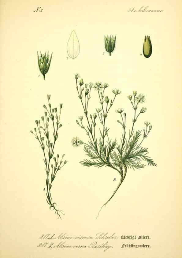 Reproducción/Reproduction 27064972891: Prof. Dr. Thomé's Flora von Deutschland, Österreich und der Schweiz, in Wort und Bild, für Schule und Haus ; mit ... Tafeln ... von Walter Müller.. Gera-Untermhaus :F.E. Köhler,1886-1934.