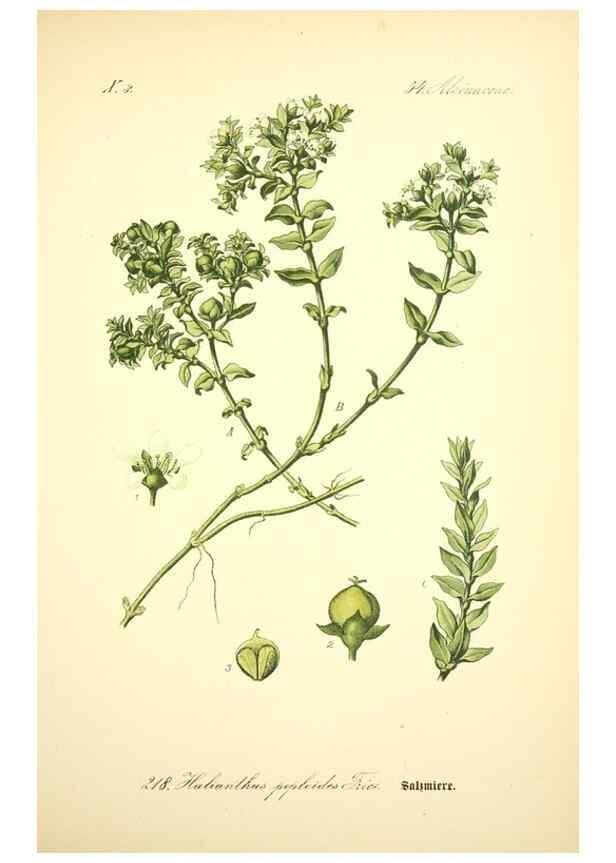 Reproducción/Reproduction 26859033840: Prof. Dr. Thomé's Flora von Deutschland, Österreich und der Schweiz, in Wort und Bild, für Schule und Haus ; mit ... Tafeln ... von Walter Müller.. Gera-Untermhaus :F.E. Köhler,1886-1934.
