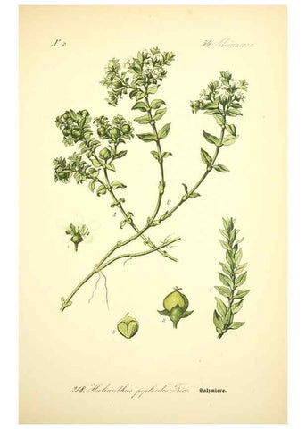 Reproducción/Reproduction 26859033840: Prof. Dr. Thomé's Flora von Deutschland, Österreich und der Schweiz, in Wort und Bild, für Schule und Haus ; mit ... Tafeln ... von Walter Müller.. Gera-Untermhaus :F.E. Köhler,1886-1934.