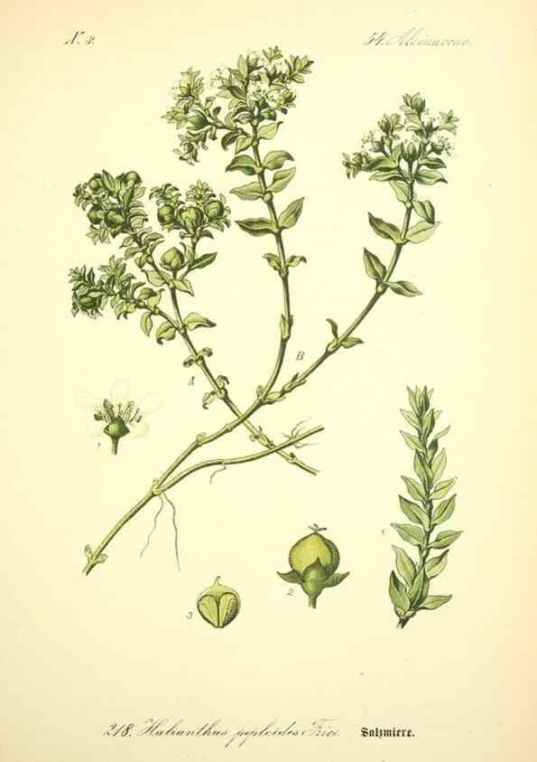 Reproducción/Reproduction 26859033840: Prof. Dr. Thomé's Flora von Deutschland, Österreich und der Schweiz, in Wort und Bild, für Schule und Haus ; mit ... Tafeln ... von Walter Müller.. Gera-Untermhaus :F.E. Köhler,1886-1934.