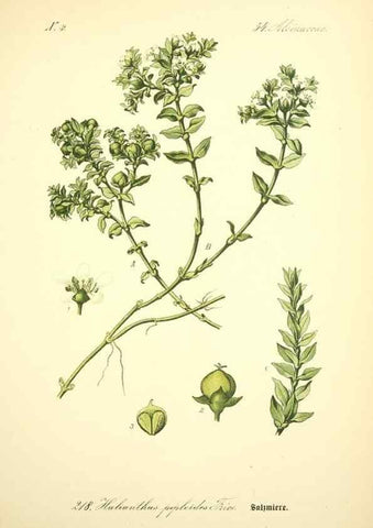 Reproducción/Reproduction 26859033840: Prof. Dr. Thomé's Flora von Deutschland, Österreich und der Schweiz, in Wort und Bild, für Schule und Haus ; mit ... Tafeln ... von Walter Müller.. Gera-Untermhaus :F.E. Köhler,1886-1934.