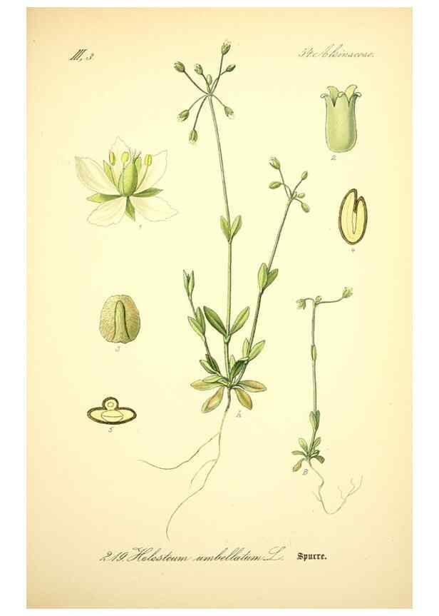 Reproducción/Reproduction 27064978901: Prof. Dr. Thomé's Flora von Deutschland, Österreich und der Schweiz, in Wort und Bild, für Schule und Haus ; mit ... Tafeln ... von Walter Müller.. Gera-Untermhaus :F.E. Köhler,1886-1934.