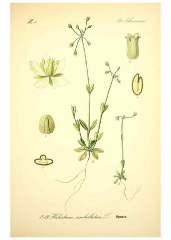 Reproducción/Reproduction 27064978901: Prof. Dr. Thomé's Flora von Deutschland, Österreich und der Schweiz, in Wort und Bild, für Schule und Haus ; mit ... Tafeln ... von Walter Müller.. Gera-Untermhaus :F.E. Köhler,1886-1934.