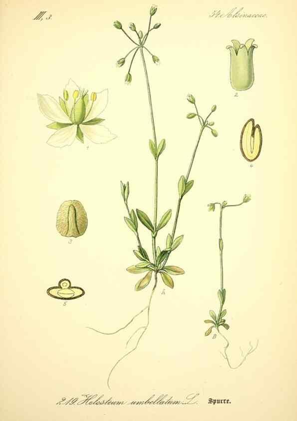 Reproducción/Reproduction 27064978901: Prof. Dr. Thomé's Flora von Deutschland, Österreich und der Schweiz, in Wort und Bild, für Schule und Haus ; mit ... Tafeln ... von Walter Müller.. Gera-Untermhaus :F.E. Köhler,1886-1934.