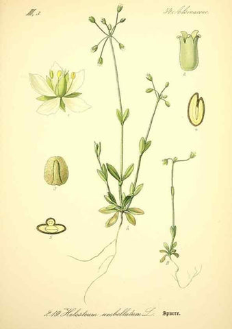 Reproducción/Reproduction 27064978901: Prof. Dr. Thomé's Flora von Deutschland, Österreich und der Schweiz, in Wort und Bild, für Schule und Haus ; mit ... Tafeln ... von Walter Müller.. Gera-Untermhaus :F.E. Köhler,1886-1934.