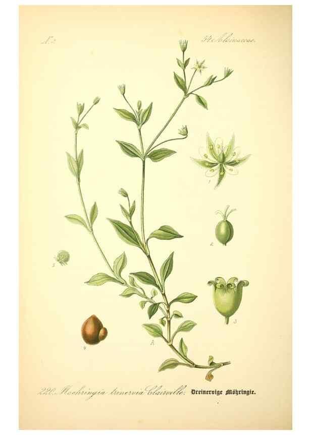 Reproducción/Reproduction 26527630774: Prof. Dr. Thomé's Flora von Deutschland, Österreich und der Schweiz, in Wort und Bild, für Schule und Haus ; mit ... Tafeln ... von Walter Müller.. Gera-Untermhaus :F.E. Köhler,1886-1934.