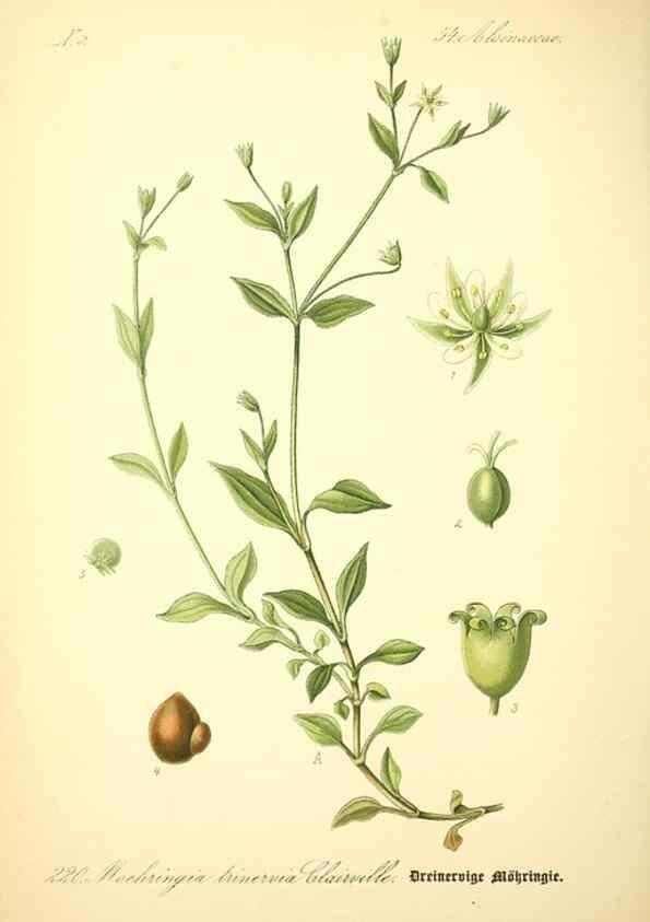 Reproducción/Reproduction 26527630774: Prof. Dr. Thomé's Flora von Deutschland, Österreich und der Schweiz, in Wort und Bild, für Schule und Haus ; mit ... Tafeln ... von Walter Müller.. Gera-Untermhaus :F.E. Köhler,1886-1934.