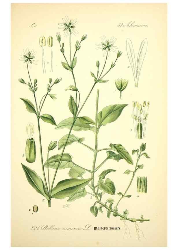 Reproducción/Reproduction 27133618315: Prof. Dr. Thomé's Flora von Deutschland, Österreich und der Schweiz, in Wort und Bild, für Schule und Haus ; mit ... Tafeln ... von Walter Müller.. Gera-Untermhaus :F.E. Köhler,1886-1934.