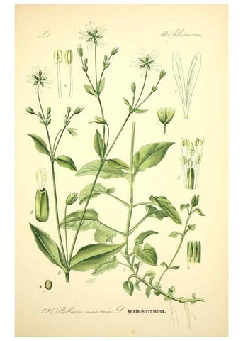 Reproducción/Reproduction 27133618315: Prof. Dr. Thomé's Flora von Deutschland, Österreich und der Schweiz, in Wort und Bild, für Schule und Haus ; mit ... Tafeln ... von Walter Müller.. Gera-Untermhaus :F.E. Köhler,1886-1934.