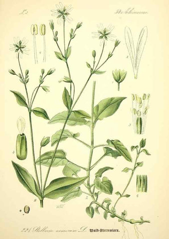 Reproducción/Reproduction 27133618315: Prof. Dr. Thomé's Flora von Deutschland, Österreich und der Schweiz, in Wort und Bild, für Schule und Haus ; mit ... Tafeln ... von Walter Müller.. Gera-Untermhaus :F.E. Köhler,1886-1934.