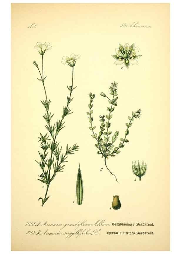 Reproducción/Reproduction 26859042050: Prof. Dr. Thomé's Flora von Deutschland, Österreich und der Schweiz, in Wort und Bild, für Schule und Haus ; mit ... Tafeln ... von Walter Müller.. Gera-Untermhaus :F.E. Köhler,1886-1934.