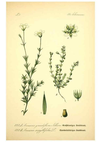 Reproducción/Reproduction 26859042050: Prof. Dr. Thomé's Flora von Deutschland, Österreich und der Schweiz, in Wort und Bild, für Schule und Haus ; mit ... Tafeln ... von Walter Müller.. Gera-Untermhaus :F.E. Köhler,1886-1934.