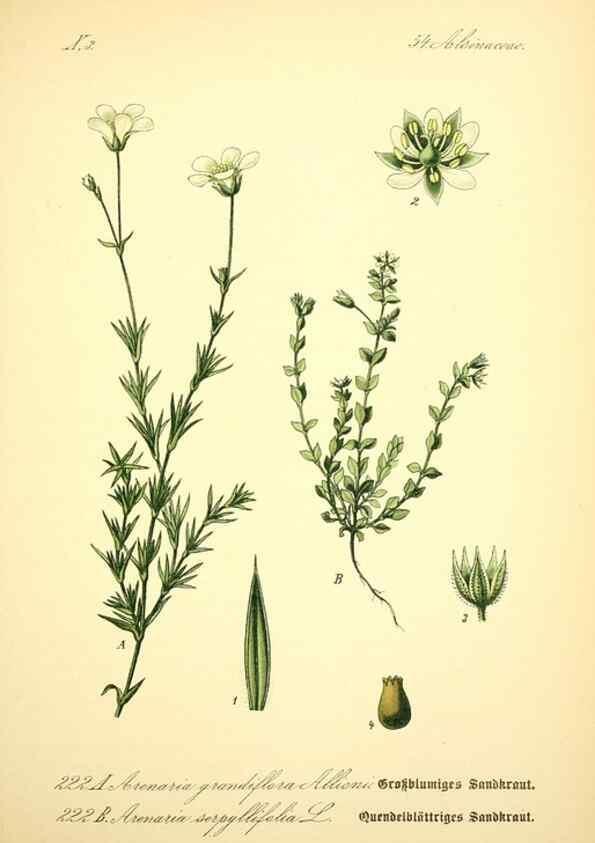 Reproducción/Reproduction 26859042050: Prof. Dr. Thomé's Flora von Deutschland, Österreich und der Schweiz, in Wort und Bild, für Schule und Haus ; mit ... Tafeln ... von Walter Müller.. Gera-Untermhaus :F.E. Köhler,1886-1934.