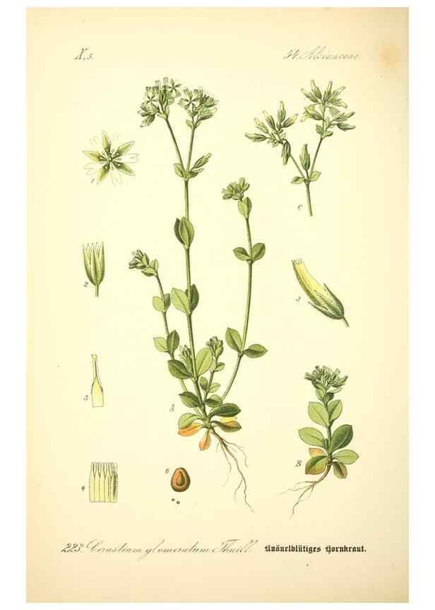 Reproducción/Reproduction 27064999211: Prof. Dr. Thomé's Flora von Deutschland, Österreich und der Schweiz, in Wort und Bild, für Schule und Haus ; mit ... Tafeln ... von Walter Müller.. Gera-Untermhaus :F.E. Köhler,1886-1934.