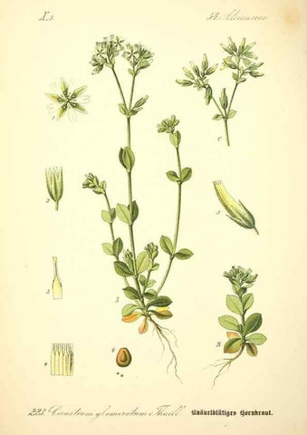 Reproducción/Reproduction 27064999211: Prof. Dr. Thomé's Flora von Deutschland, Österreich und der Schweiz, in Wort und Bild, für Schule und Haus ; mit ... Tafeln ... von Walter Müller.. Gera-Untermhaus :F.E. Köhler,1886-1934.