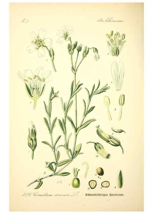 Reproducción/Reproduction 27100065676: Prof. Dr. Thomé's Flora von Deutschland, Österreich und der Schweiz, in Wort und Bild, für Schule und Haus ; mit ... Tafeln ... von Walter Müller.. Gera-Untermhaus :F.E. Köhler,1886-1934.