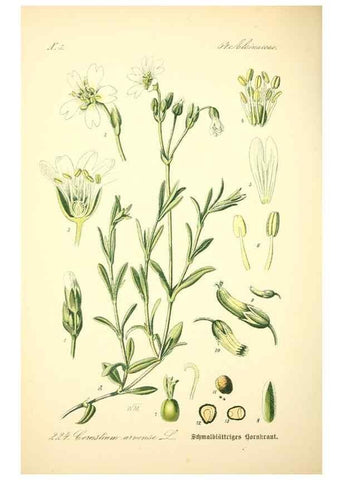 Reproducción/Reproduction 27100065676: Prof. Dr. Thomé's Flora von Deutschland, Österreich und der Schweiz, in Wort und Bild, für Schule und Haus ; mit ... Tafeln ... von Walter Müller.. Gera-Untermhaus :F.E. Köhler,1886-1934.