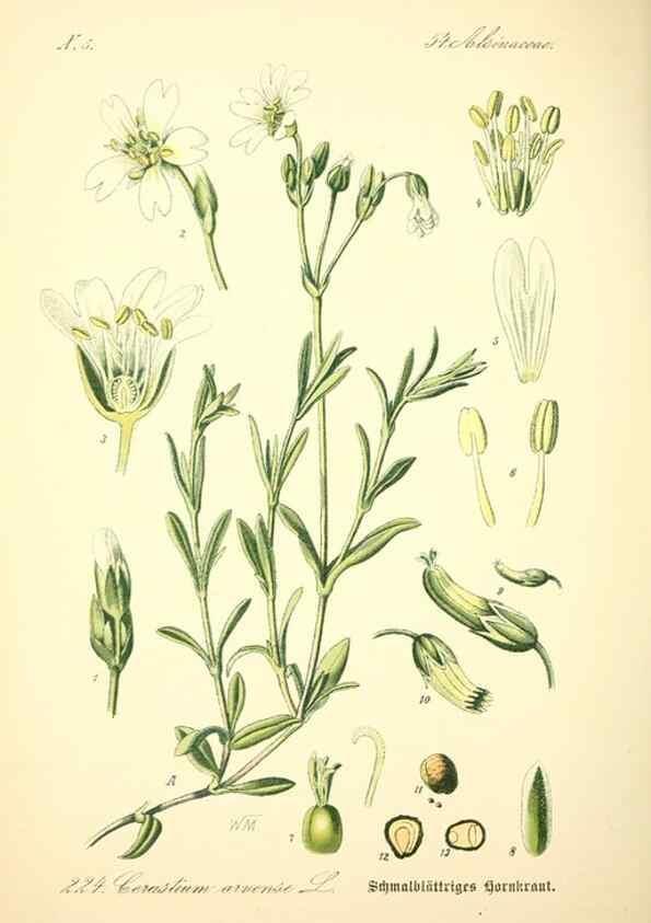 Reproducción/Reproduction 27100065676: Prof. Dr. Thomé's Flora von Deutschland, Österreich und der Schweiz, in Wort und Bild, für Schule und Haus ; mit ... Tafeln ... von Walter Müller.. Gera-Untermhaus :F.E. Köhler,1886-1934.