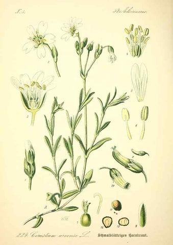 Reproducción/Reproduction 27100065676: Prof. Dr. Thomé's Flora von Deutschland, Österreich und der Schweiz, in Wort und Bild, für Schule und Haus ; mit ... Tafeln ... von Walter Müller.. Gera-Untermhaus :F.E. Köhler,1886-1934.