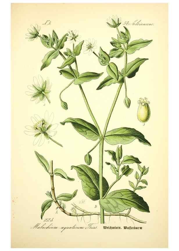 Reproducción/Reproduction 27100068866: Prof. Dr. Thomé's Flora von Deutschland, Österreich und der Schweiz, in Wort und Bild, für Schule und Haus ; mit ... Tafeln ... von Walter Müller.. Gera-Untermhaus :F.E. Köhler,1886-1934.