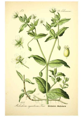 Reproducción/Reproduction 27100068866: Prof. Dr. Thomé's Flora von Deutschland, Österreich und der Schweiz, in Wort und Bild, für Schule und Haus ; mit ... Tafeln ... von Walter Müller.. Gera-Untermhaus :F.E. Köhler,1886-1934.