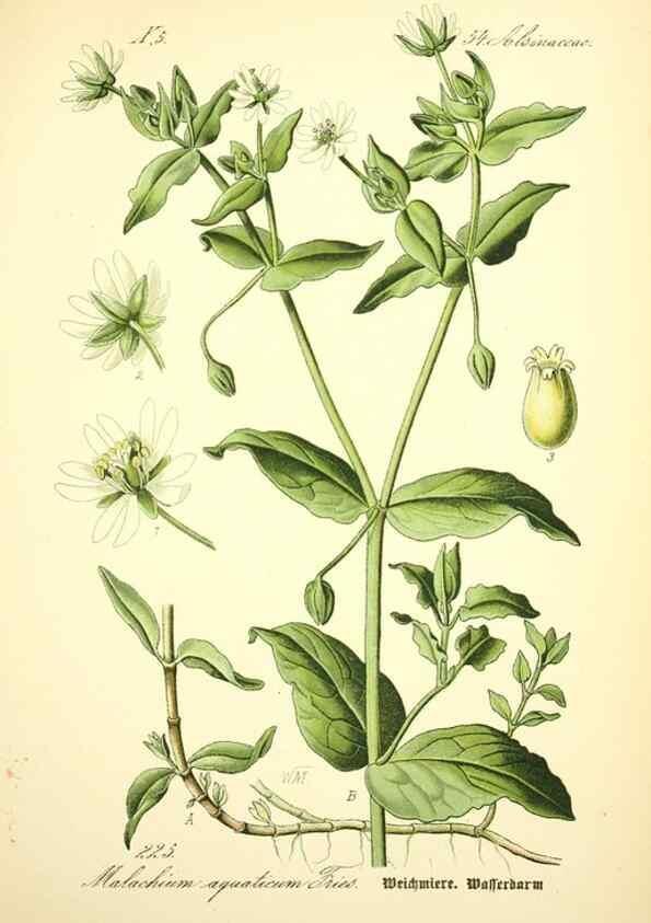 Reproducción/Reproduction 27100068866: Prof. Dr. Thomé's Flora von Deutschland, Österreich und der Schweiz, in Wort und Bild, für Schule und Haus ; mit ... Tafeln ... von Walter Müller.. Gera-Untermhaus :F.E. Köhler,1886-1934.