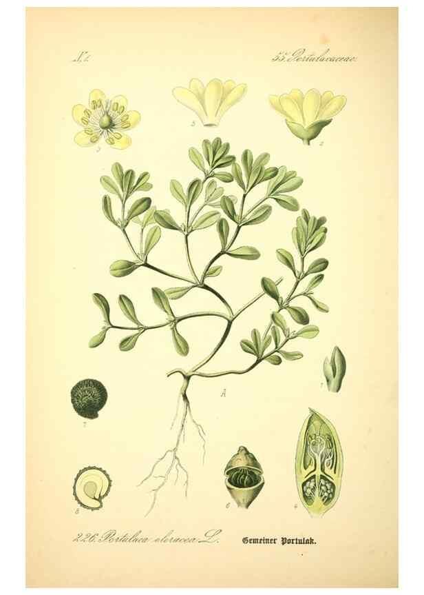 Reproducción/Reproduction 27133630805: Prof. Dr. Thomé's Flora von Deutschland, Österreich und der Schweiz, in Wort und Bild, für Schule und Haus ; mit ... Tafeln ... von Walter Müller.. Gera-Untermhaus :F.E. Köhler,1886-1934.