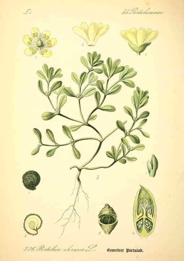 Reproducción/Reproduction 27133630805: Prof. Dr. Thomé's Flora von Deutschland, Österreich und der Schweiz, in Wort und Bild, für Schule und Haus ; mit ... Tafeln ... von Walter Müller.. Gera-Untermhaus :F.E. Köhler,1886-1934.