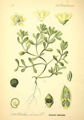 Reproducción/Reproduction 27133630805: Prof. Dr. Thomé's Flora von Deutschland, Österreich und der Schweiz, in Wort und Bild, für Schule und Haus ; mit ... Tafeln ... von Walter Müller.. Gera-Untermhaus :F.E. Köhler,1886-1934.