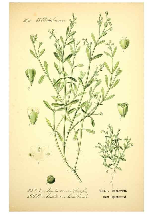 Reproducción/Reproduction 26859059060: Prof. Dr. Thomé's Flora von Deutschland, Österreich und der Schweiz, in Wort und Bild, für Schule und Haus ; mit ... Tafeln ... von Walter Müller.. Gera-Untermhaus :F.E. Köhler,1886-1934.