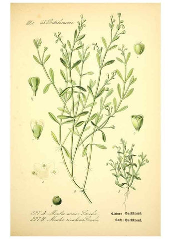 Reproducción/Reproduction 26859059060: Prof. Dr. Thomé's Flora von Deutschland, Österreich und der Schweiz, in Wort und Bild, für Schule und Haus ; mit ... Tafeln ... von Walter Müller.. Gera-Untermhaus :F.E. Köhler,1886-1934.