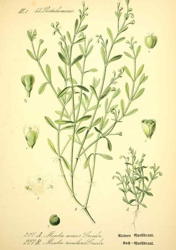 Reproducción/Reproduction 26859059060: Prof. Dr. Thomé's Flora von Deutschland, Österreich und der Schweiz, in Wort und Bild, für Schule und Haus ; mit ... Tafeln ... von Walter Müller.. Gera-Untermhaus :F.E. Köhler,1886-1934.