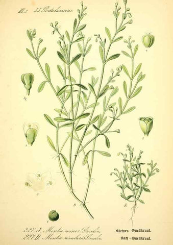 Reproducción/Reproduction 26859059060: Prof. Dr. Thomé's Flora von Deutschland, Österreich und der Schweiz, in Wort und Bild, für Schule und Haus ; mit ... Tafeln ... von Walter Müller.. Gera-Untermhaus :F.E. Köhler,1886-1934.