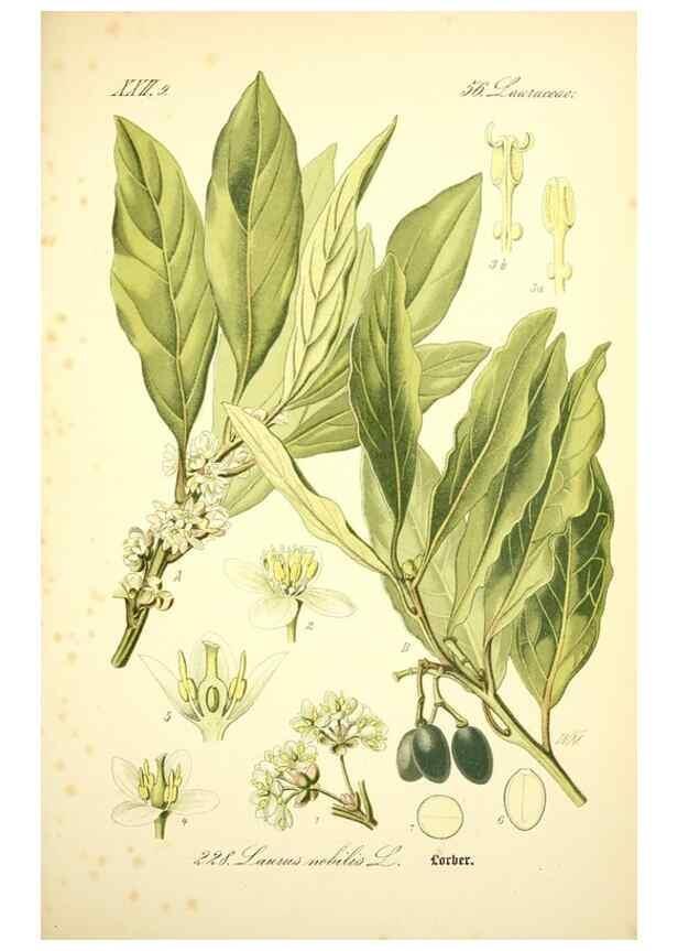 Reproducción/Reproduction 27133637825: Prof. Dr. Thomé's Flora von Deutschland, Österreich und der Schweiz, in Wort und Bild, für Schule und Haus ; mit ... Tafeln ... von Walter Müller.. Gera-Untermhaus :F.E. Köhler,1886-1934.