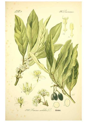 Reproducción/Reproduction 27133637825: Prof. Dr. Thomé's Flora von Deutschland, Österreich und der Schweiz, in Wort und Bild, für Schule und Haus ; mit ... Tafeln ... von Walter Müller.. Gera-Untermhaus :F.E. Köhler,1886-1934.