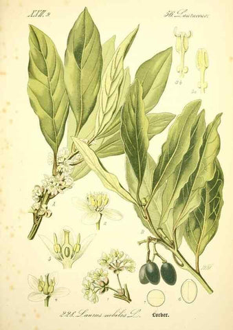 Reproducción/Reproduction 27133637825: Prof. Dr. Thomé's Flora von Deutschland, Österreich und der Schweiz, in Wort und Bild, für Schule und Haus ; mit ... Tafeln ... von Walter Müller.. Gera-Untermhaus :F.E. Köhler,1886-1934.