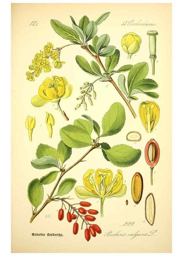 Reproducción/Reproduction 26529332273: Prof. Dr. Thomé's Flora von Deutschland, Österreich und der Schweiz, in Wort und Bild, für Schule und Haus ; mit ... Tafeln ... von Walter Müller.. Gera-Untermhaus :F.E. Köhler,1886-1934.