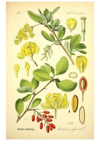 Reproducción/Reproduction 26529332273: Prof. Dr. Thomé's Flora von Deutschland, Österreich und der Schweiz, in Wort und Bild, für Schule und Haus ; mit ... Tafeln ... von Walter Müller.. Gera-Untermhaus :F.E. Köhler,1886-1934.
