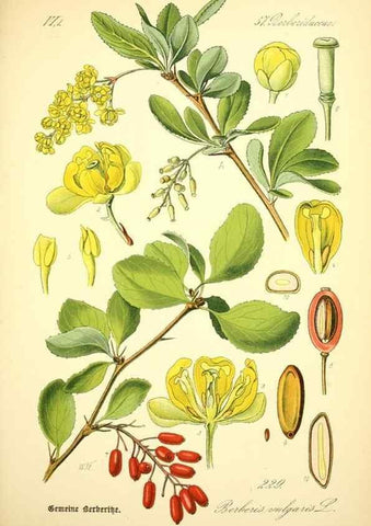 Reproducción/Reproduction 26529332273: Prof. Dr. Thomé's Flora von Deutschland, Österreich und der Schweiz, in Wort und Bild, für Schule und Haus ; mit ... Tafeln ... von Walter Müller.. Gera-Untermhaus :F.E. Köhler,1886-1934.