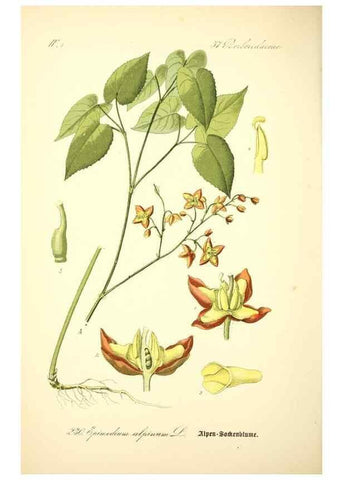 Reproducción/Reproduction 26529336143: Prof. Dr. Thomé's Flora von Deutschland, Österreich und der Schweiz, in Wort und Bild, für Schule und Haus ; mit ... Tafeln ... von Walter Müller.. Gera-Untermhaus :F.E. Köhler,1886-1934.