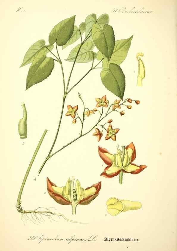 Reproducción/Reproduction 26529336143: Prof. Dr. Thomé's Flora von Deutschland, Österreich und der Schweiz, in Wort und Bild, für Schule und Haus ; mit ... Tafeln ... von Walter Müller.. Gera-Untermhaus :F.E. Köhler,1886-1934.