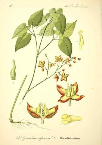 Reproducción/Reproduction 26529336143: Prof. Dr. Thomé's Flora von Deutschland, Österreich und der Schweiz, in Wort und Bild, für Schule und Haus ; mit ... Tafeln ... von Walter Müller.. Gera-Untermhaus :F.E. Köhler,1886-1934.