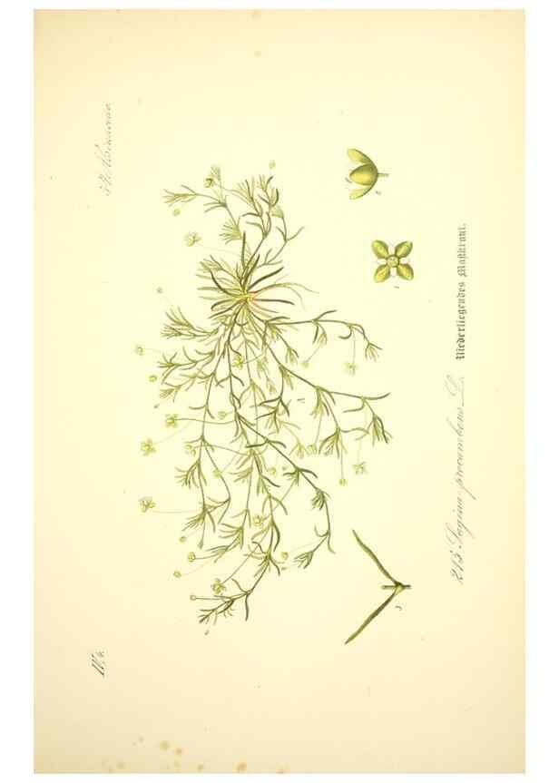 Reproducción/Reproduction 27133606965: Prof. Dr. Thomé's Flora von Deutschland, Österreich und der Schweiz, in Wort und Bild, für Schule und Haus ; mit ... Tafeln ... von Walter Müller.. Gera-Untermhaus :F.E. Köhler,1886-1934.