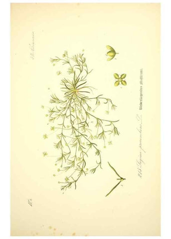 Reproducción/Reproduction 27133606965: Prof. Dr. Thomé's Flora von Deutschland, Österreich und der Schweiz, in Wort und Bild, für Schule und Haus ; mit ... Tafeln ... von Walter Müller.. Gera-Untermhaus :F.E. Köhler,1886-1934.