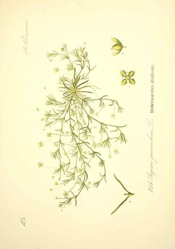 Reproducción/Reproduction 27133606965: Prof. Dr. Thomé's Flora von Deutschland, Österreich und der Schweiz, in Wort und Bild, für Schule und Haus ; mit ... Tafeln ... von Walter Müller.. Gera-Untermhaus :F.E. Köhler,1886-1934.