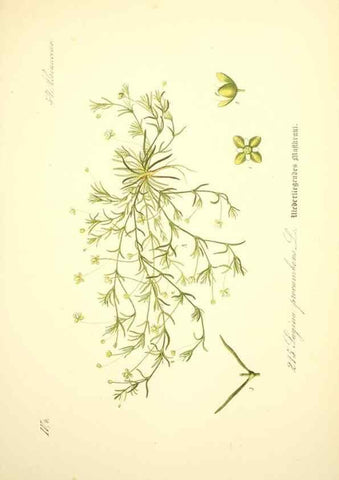 Reproducción/Reproduction 27133606965: Prof. Dr. Thomé's Flora von Deutschland, Österreich und der Schweiz, in Wort und Bild, für Schule und Haus ; mit ... Tafeln ... von Walter Müller.. Gera-Untermhaus :F.E. Köhler,1886-1934.