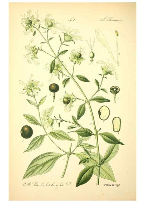 Reproducción/Reproduction 27064965641: Prof. Dr. Thomé's Flora von Deutschland, Österreich und der Schweiz, in Wort und Bild, für Schule und Haus ; mit ... Tafeln ... von Walter Müller.. Gera-Untermhaus :F.E. Köhler,1886-1934.