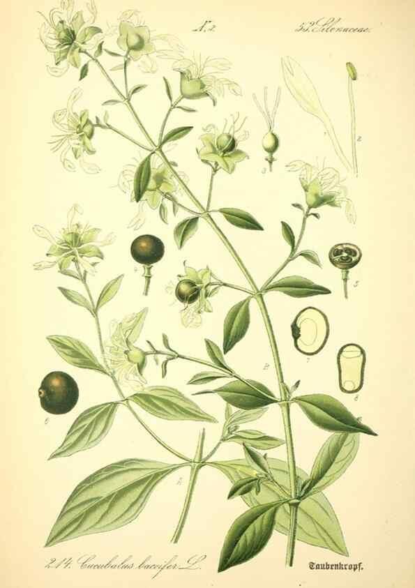 Reproducción/Reproduction 27064965641: Prof. Dr. Thomé's Flora von Deutschland, Österreich und der Schweiz, in Wort und Bild, für Schule und Haus ; mit ... Tafeln ... von Walter Müller.. Gera-Untermhaus :F.E. Köhler,1886-1934.
