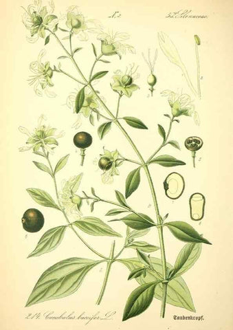 Reproducción/Reproduction 27064965641: Prof. Dr. Thomé's Flora von Deutschland, Österreich und der Schweiz, in Wort und Bild, für Schule und Haus ; mit ... Tafeln ... von Walter Müller.. Gera-Untermhaus :F.E. Köhler,1886-1934.